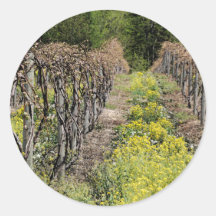 Weinrebe-im Frühjahr Aufkleber