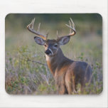 weiß-angebundenes Rotwild Odocoileus virginianus)  Mauspads