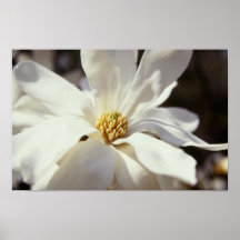 WEISSE BLUME POSTERDRUCKE