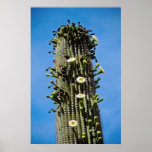 weiße Blume und Früchte getragener Saguarokaktus,  Plakate