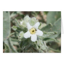 Weiße Blumen-Karte