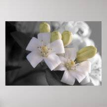 Weiße Blüte Plakatdrucke