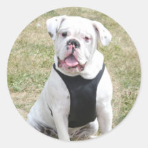 Weiße buldog Aufkleber