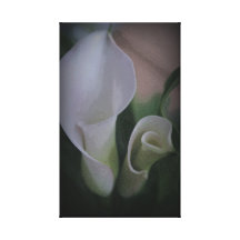 Weiße Calla-Lilien Leinwand Drucke