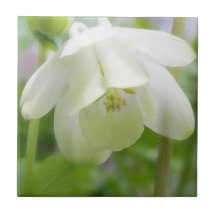 Weiße Columbine-Blume - Aquilegia Kachel