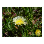 Weiße Eis-Pflanzen-Blüten-Blumen Postkarten