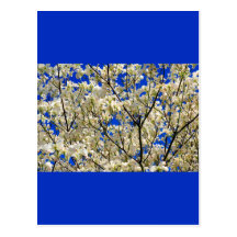 Weiße Hartriegel-Baum-Blumen und blauer Himmel Postkarte