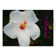 Weiße Hawaii-Hibiskuskarte