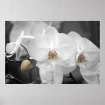 Weiße Hochzeits-Orchidee Plakate