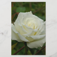 Weiße hybride Rose Tee-"Frau-Herbert Stevens" Flyerdruck