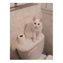 weiße Katze mischt herein Postkarte