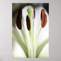 Weiße Lilie Plakatdruck