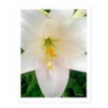 Weiße Lilly Blumen-Postkarte