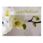Weiße Orchidee • Party Einladungs-Postkarte