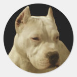 Weiße pitbull Aufkleber