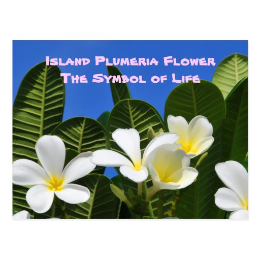 Weiße Plumeria-Blumen-Hawaiianer-Postkarte