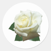 Weiße Rose Aufkleber
