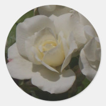 Weiße Rose Aufkleber