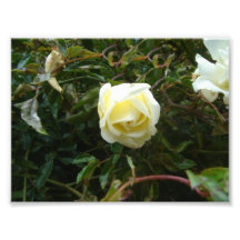 Weiße Rose Photographien