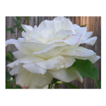 Weiße Rose Postkarte