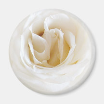 Weiße Rose - Snowy Kühlschrankmagnet
