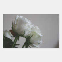 Weiße Rosen Aufkleber