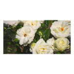 Weiße Rosen in der Blüte - Blumenphotographie Personalisierte Foto Karte