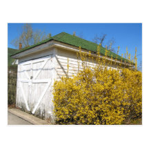 Weiße Scheune mit Forsythia Postkarte