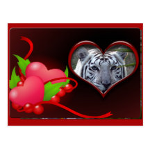 Weiße Tiger-Postkarte