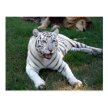 Weiße Tiger-Postkarte