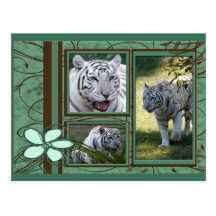 Weiße Tiger-Postkarte