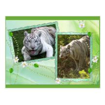 Weiße Tiger-Postkarte