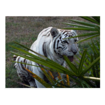 Weiße Tiger-Postkarte
