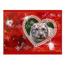Weiße Tiger-Postkarte