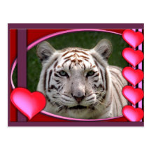 Weiße Tiger-Postkarte