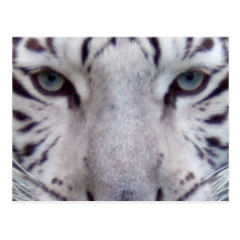 Weiße Tiger-Postkarte