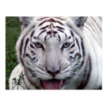 Weiße Tiger-Postkarte