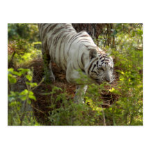 Weiße Tiger-Postkarte