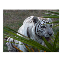 Weiße Tiger-Postkarte