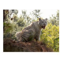 Weiße Tiger-Postkarte