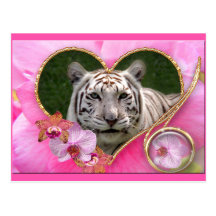 Weiße Tiger-Postkarte