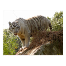 Weiße Tiger-Postkarte