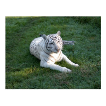 Weiße Tiger-Postkarte