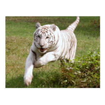 Weiße Tiger-Postkarte