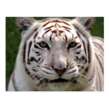 Weiße Tiger-Postkarte