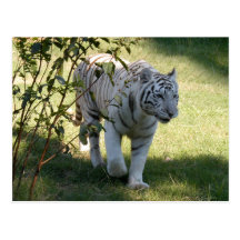 Weiße Tiger-Postkarte