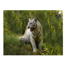 Weiße Tiger-Postkarte