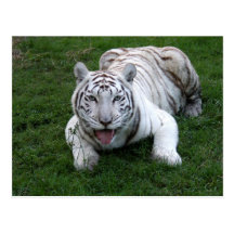 Weiße Tiger-Postkarte