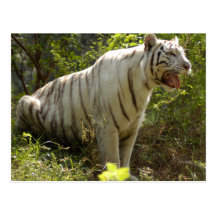 Weiße Tiger-Postkarte