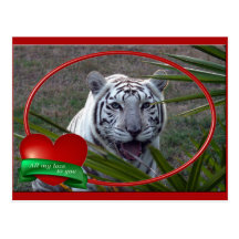 Weiße Tiger-Postkarte